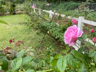 บ้านพอดีโฮมสเตย์ทองผาภูมิ -กาญจนบุรี - 9