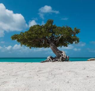 Bubali IV - Palm-Eagle Beach - 1