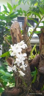 Sureka home stay - Habaraduwa - 8