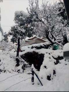 Cozy Hills Resort - Kanatal - 2