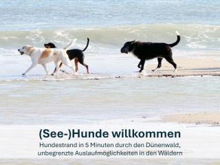 Paradies-Ambiente - strandnah, Sauna, Kamin, hundefreundlich - Zinnowitz - 7