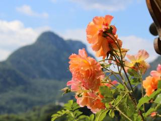 Ferienwohnung Edelweiß - 3