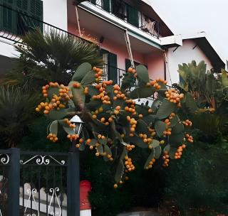 Villa Bella Vista - Imperia - 6
