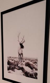 Villa Santa's Neighbor in Rovaniemi - 1