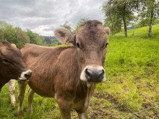 Ferienhof Brutoni - Bad Peterstal-Griesbach - 2