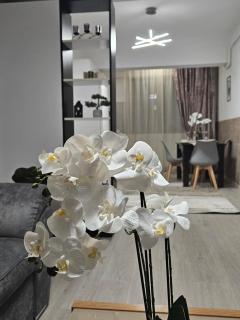 Enjoy my Home near Palas Mall 2 - 5