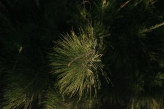 Breezy Sport House Chalé Ravenala - 3