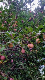 Kays Holiday Homes - 1