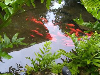 Cape Coral Paradise - Amazing View - Cape Coral - 3