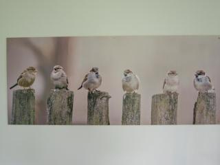 De Huismus - Heiloo - 1