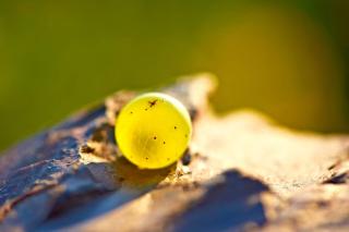 Hotel Zehnthof - Ürzig - 3