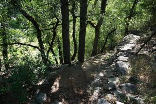 Lavender - Wimberley - 7