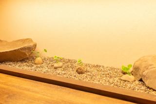 Miro Fusimiinari Tei South - 2