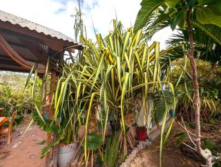 Kaz Nature - 3 mins des plages - Jardin Tropical - Saint-Paul - 1