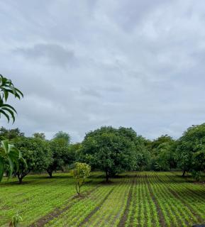Fulgulab Lawns and Home Stay - Junnar - 7