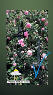 Rahat bahçeli polonezköyde butik evimiz - 7