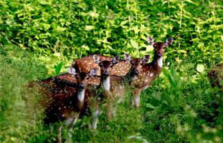 Vayal Veedu - Luxury Farm Villas by the woods - Muthanga - 9