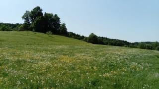 Pferdehof in der Oststeiermark - - 1
