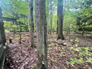 Amherst Woodland Escape - Amherst - 3