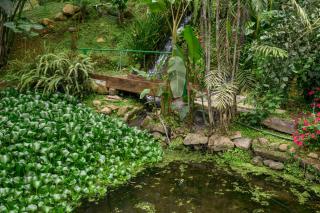 Blue Morpho Lodge - Bajos del Toro - 3