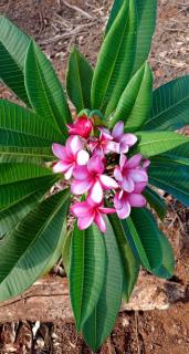 Hotel Pousada e Parada Colonial - 8