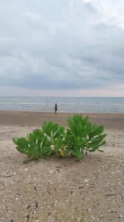 The Sea Campers จันทบุรี - Ban Cham Han - 4