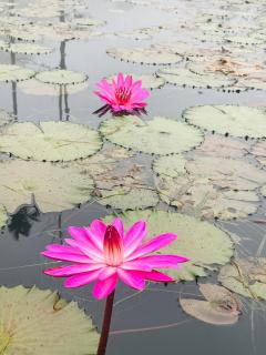 Misty Beats Coorg Home Stay - Virajpet - 7