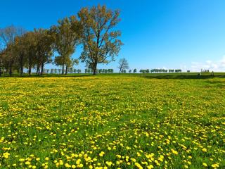 Gaude Tiet - Poel - 3