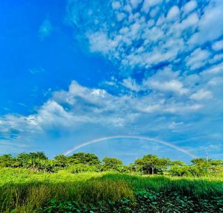 Water Bird Family - 9