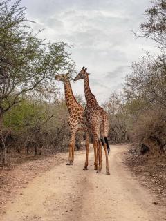 Kruger Maroela Lodge - Marloth Park - 4
