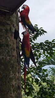 Peace of Paradise Free park tour & Free breakfast - Manuel Antonio - 3