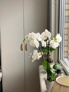 Cozy room surrounded by nature - Falun - 7