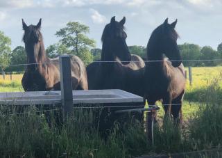 The Black Horse B&B & More - 1