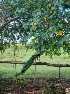 Lagoon Birds - Tangalle - Tangalle - 4