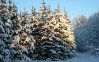 Zolota Pidkova & Forest - 1