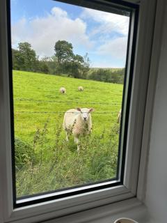 Ladybird Cottage - 1