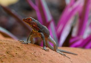Hostal Casa de Mathias mini casa con hamacas - 6