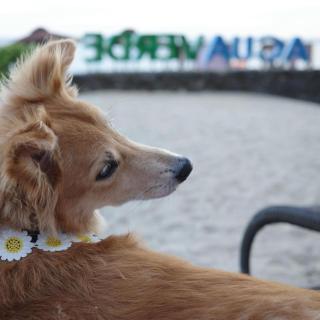 Acuaverde Beach Resort - 9