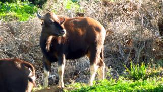 Sanjuktha's Wood House Vattakanal - 9
