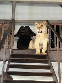 Simba Safaris African Pride Exotic Lodge - 7