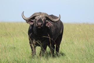 Wild Heart Safari Camp - Sekenani - 5