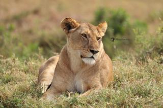 Wild Heart Safari Camp - Sekenani - 3