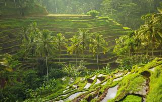 Villa JJ and Spa Ubud - Ubud - 7