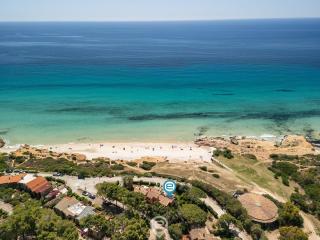 Pinus Blissful Breeze - Pula - 8