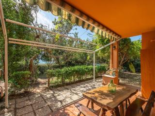 Pinus Blissful Breeze - Pula - 5