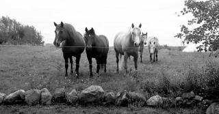 La Cabane aux Chevaux #4 - 2
