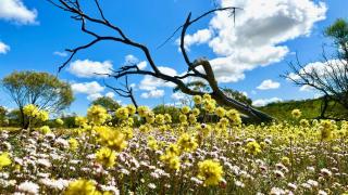 Carpe Diem - Leeman - 9