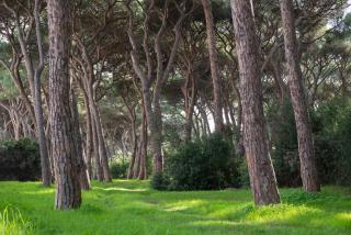 Hotel Parco dei Pini - 100mt dal Mare - Follonica - 7