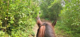 Alquiler de caballos y cabalgatas por el Atlántico - 6