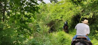 Alquiler de caballos y cabalgatas por el Atlántico - 4